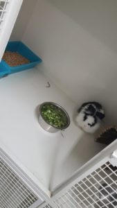 zampette_pulite_vimodrone_milano_alimenti_cani_e_gatto (1)