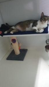 zampette_pulite_vimodrone_milano_alimenti_cani_e_gatto (3)