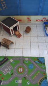 zampette_pulite_vimodrone_milano_alimenti_cani_e_gatto (4)