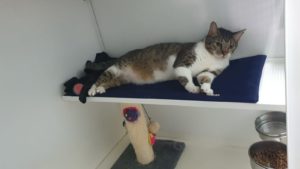 zampette_pulite_vimodrone_milano_alimenti_cani_e_gatto (5)