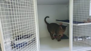 zampette_pulite_vimodrone_milano_alimenti_cani_e_gatto (6)