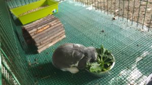 zampette_pulite_vimodrone_milano_alimenti_cani_e_gatto (7)